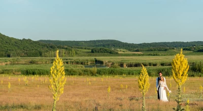Belga szerelem